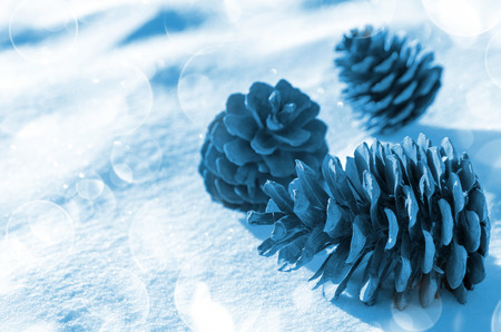 Winter background with pine conesの写真素材