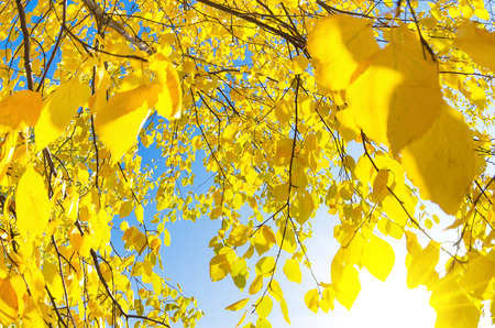 Autumn background with yellow birch branchesの写真素材