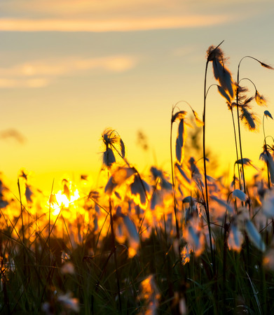 Cotton grass in the rays of the setting sunの写真素材