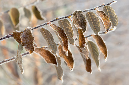 Leaves in the frost frosty morningの写真素材