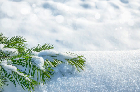 Winter background with snowy spruceの写真素材