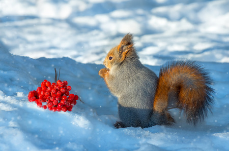 Squirrel in the wood about a mountain ash clusterの写真素材