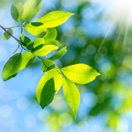 Bright spring natural backgroundの写真素材