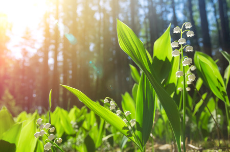 Blossoming lilies of the valley in a sunny forestの写真素材