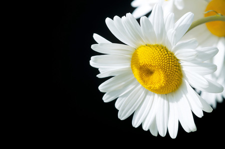 Beautiful daisy closeup on a black backgroundの写真素材
