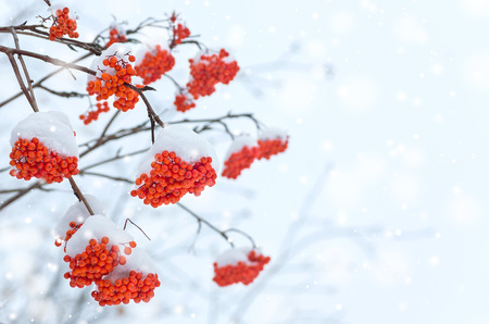 Background with a snow-covered mountain ashの写真素材