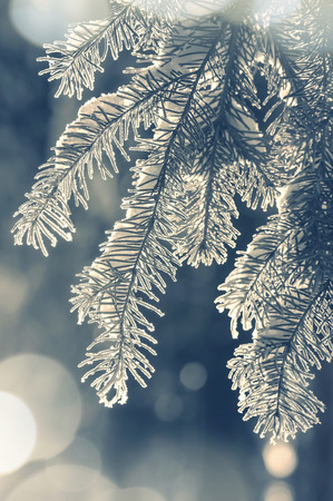 Spruce branch in hoarfrost in vintage styleの写真素材