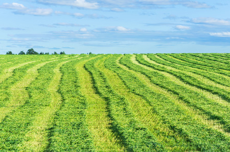 Field of cut grass. Harvesting season forages.の写真素材