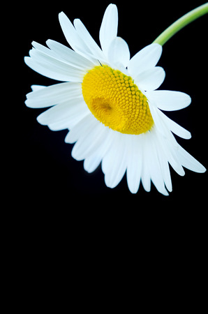Beautiful daisy closeup on a black backgroundの写真素材