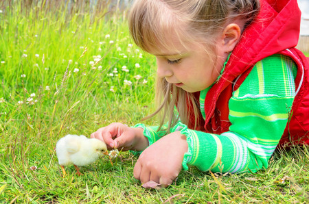 Child is lying in the grass with a small chickenの写真素材