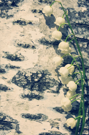Background with lilies of the valley on a birch barkの写真素材