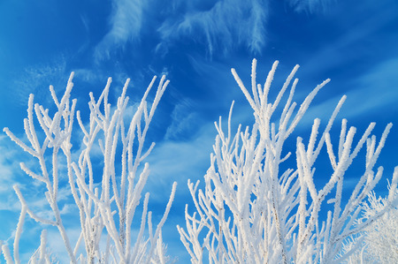 Branch in hoarfrost against the skyの写真素材