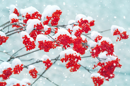 Snow-covered mountain ashの写真素材