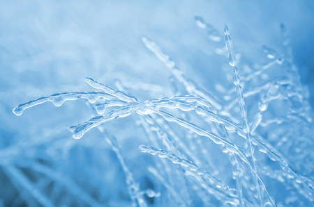 Icy grass after rainの写真素材