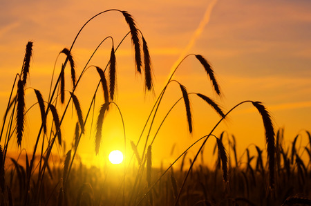 Wheat ears at sunrise in morning dewの写真素材