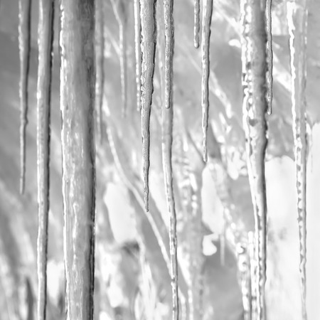 Background icicles in black and white style.の写真素材