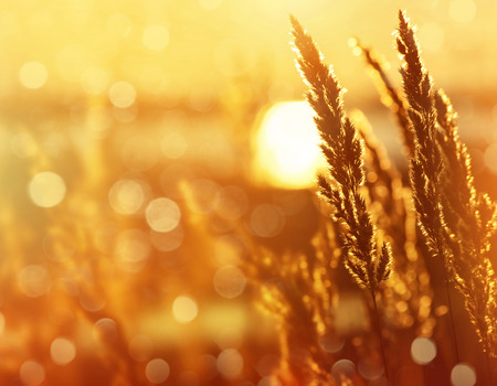 Bright natural background with a reed at sunriseの写真素材