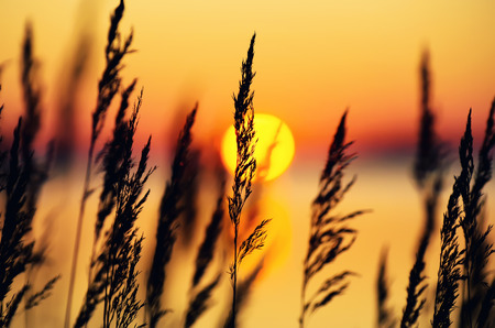 Reed on the bank of the lake in the foggy morningの写真素材