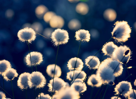 Blooming cotton grass in the rays of the setting sunの写真素材