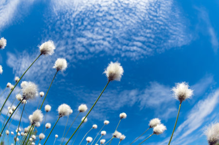Flowering cotton grass on a background of blue sky