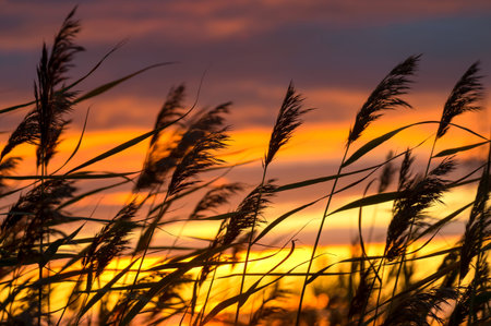 Reed against the background of a dramatic sunsetの写真素材