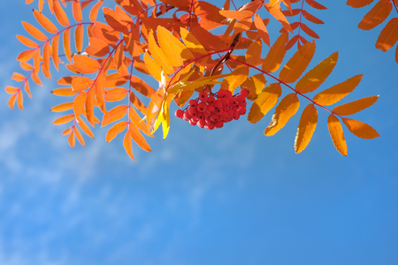 Branch of a red mountain ash against the blue sky.の写真素材