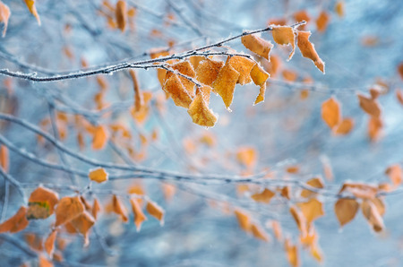Birch with yellow leaves in frostの写真素材