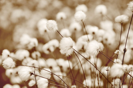 Blooming cotton grass. Toning in sepia.の写真素材