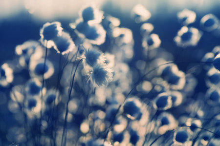 Cotton grass on the lake on a summer eveningの写真素材