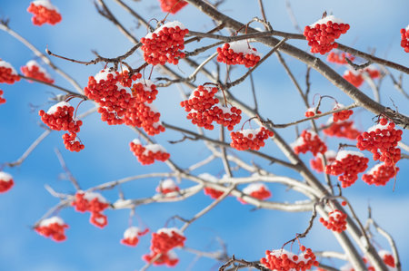 Bright red rowan in the snow against the blue sky