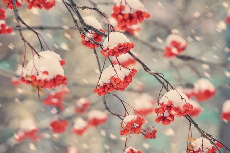 Natural background with a red mountain ash in snow.の写真素材