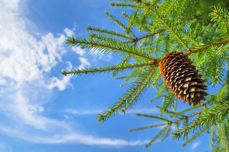 Fir-tree branches with the cone against the sky with cloudsの写真素材