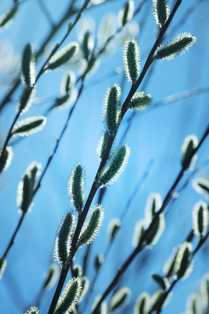 Branches of a blossoming willow against the skyの写真素材