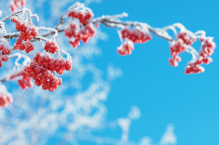 Mountain ash clusters in hoarfrost against the blue skyの写真素材