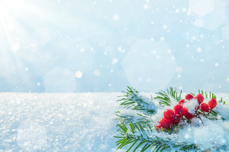 Winter background with branches of spruce and bunch of rowanの写真素材