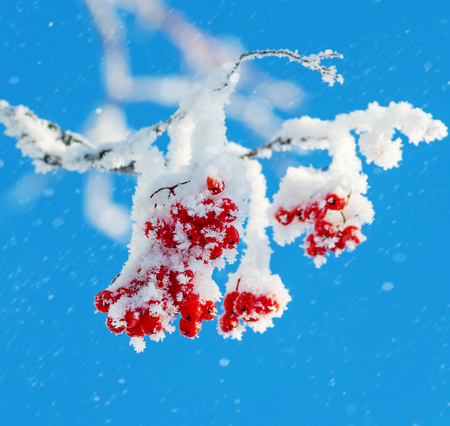 Frosted red berries of mountain ash on background of blue skyの写真素材
