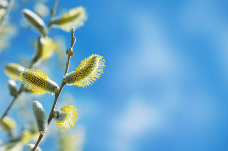 Branch of  blossoming willow against the blue sky
