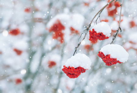 Clusters of the bright ripened mountain ash under snowの写真素材