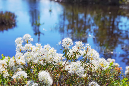Blooming Rhododendron in the swamp in Western Siberiaの写真素材