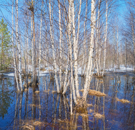 Spring landscape with birch forest flooding by meltwaterの写真素材