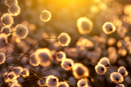 Flowering plant cotton grass in the setting sunの写真素材