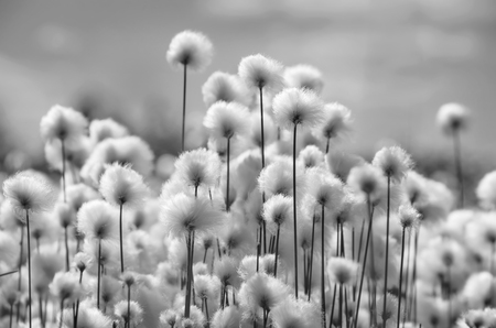 Spring landscape with blooming cotton grass in black and whiteの写真素材