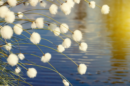 Cotton grass in windy weather against waterの写真素材