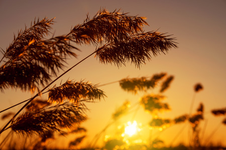 Reed late fall against the evening skyの写真素材