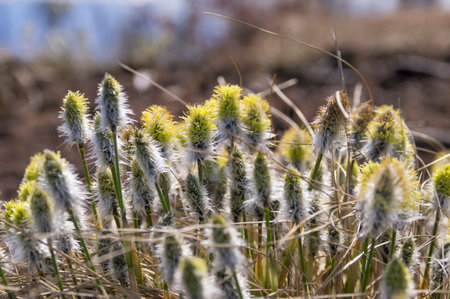 Cotton grass (Eriophorum vaginatum) during blooming in early spring