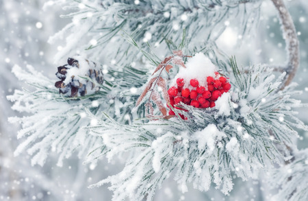 Winter background with snow-covered pine branch. Red frozen rowan on  branch of pine.の写真素材