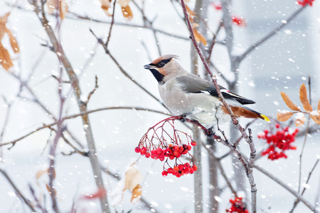 Waxwing bird sitting on a branch of rowan in frostの写真素材