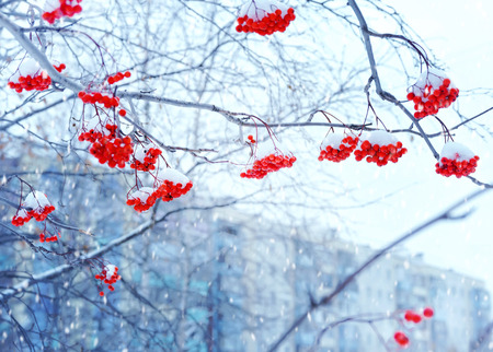 Branch of red rowan under snow against the sky.
Urban landscape.の写真素材