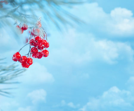 Winter nature background with snowy coniferous branch and red rowanの写真素材