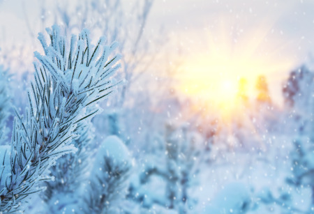 Winter bright background. Branches of pine covered with frost in the sunの写真素材